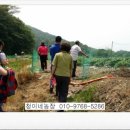 심청농장 이미지