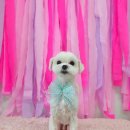 밍키애견 이미지