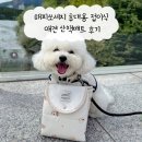 해피애견 | 해피쏘세지 휴대용 접이식 애견 산책매트 후기