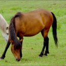 시원목장 이미지