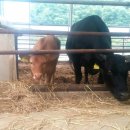 신진목장 이미지