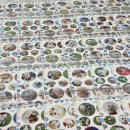 쉐이크테일 강아지 애견 유치원 호텔 미용 이미지