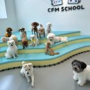CFM애견유치원 이미지