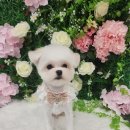 화려하개 이미지