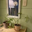 현상소비치하우스 이미지