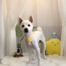 단짝 펫살롱 이미지