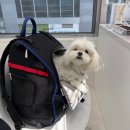 두카메디컬센터 | 두카메디컬센터 강아지 건강검진 후기 그리고 셀뱅킹 줄기세포