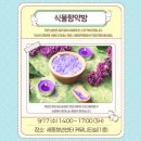 향약 | [세종시청년센터] 청년성장프로그램 식물향약방 수업 참여후기