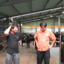 영암흑염소 이미지