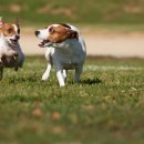 바나나 동물병원 이미지