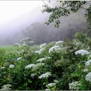 곰배령설피마을 이미지