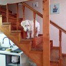 솔푸른향기애견 이미지