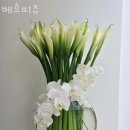 베흐 이미지