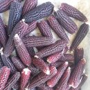 맛나고 고소한 흑임자와 강남콩토종 찰옥수수씨앗 이미지
