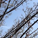 꽃이될개 이미지