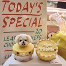 펫반 | [광주/서구] '펫반' 강아지 케이크 (비용, 문의방법, 보관법, 급여양) <내돈내산 솔직후기>