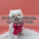 모리몽 이미지