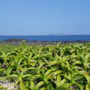 제주 토끼섬 문주란자생지 이미지