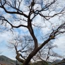 열매랑 뿌리랑 약초산나물 뷔페 | [볼먹카] 산청_ 남사예담촌, 열매랑뿌리랑약초산나물뷔페, 카페 칸타타 147