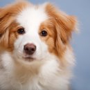 원주더봄동물의료센터 이미지