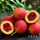 gac fruit 이미지