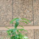 금가네들꽃밥상(원흥점) 이미지