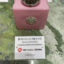 헬리큐어