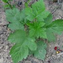 주홍농장 이미지