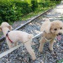 슬기로운 멍생활 이미지