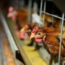 규정농장 이미지