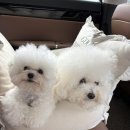 봄이 아빠의 댕댕이 간식 | 2025 광주 펫쇼🐾 쁘띠봉봉의 간식천국 탐험기!