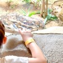 (주)자연과 사람들 | 푸꾸옥 빈펄 사파리 입장권 주트램 예약 할인 가격 동물원 후기