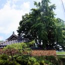 창녕 팔락정 이미지