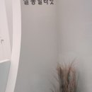 딜라잇독 이미지