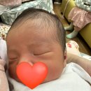 순둥이한끼 | 아기포대기 코모스베이비 리뷰 내돈내산 신생아 사용후기