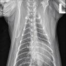 24시 양주 힐 동물의료센터 이미지