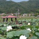 문창녹동마을 연꽃,반딧불이 축제에 초대합니다. 이미지