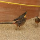 명품농장 이미지