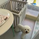 코티지 오브 퍼피(cottage of puppy) | 청주애견미용 추천 코티지오브퍼피 비숑 스포팅 미용 후기