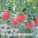 청송꿀사과
