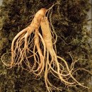 진고려삼계탕 이미지