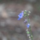 도깨비풀 이미지