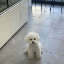 귀빈펫살롱 이미지