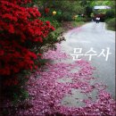 꽃바람목장 | [서산/문수사]꽃분홍 꽃길을 걸어 서산 문수사로 들다