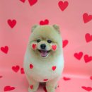 브리앙뜨몽 이미지