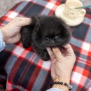일산 강아지분양 스마트독 네이버블로그