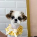 소풍애견미용 이미지