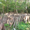 자연으로Ⅰ 이미지