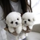 김해 강아지분양 베베몽 | 김해에서 강아지 분양받은 후기 - 테디비숑부터 가족이 된 하루까지