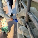 서정목장 | 부산 근교 아이와 함께 갈만 한 곳 - 거제 양떼목장 숲소리 공원 모노레일